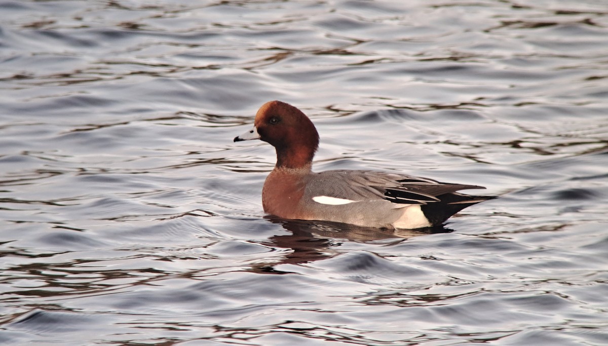 Silbón Europeo - ML647947480