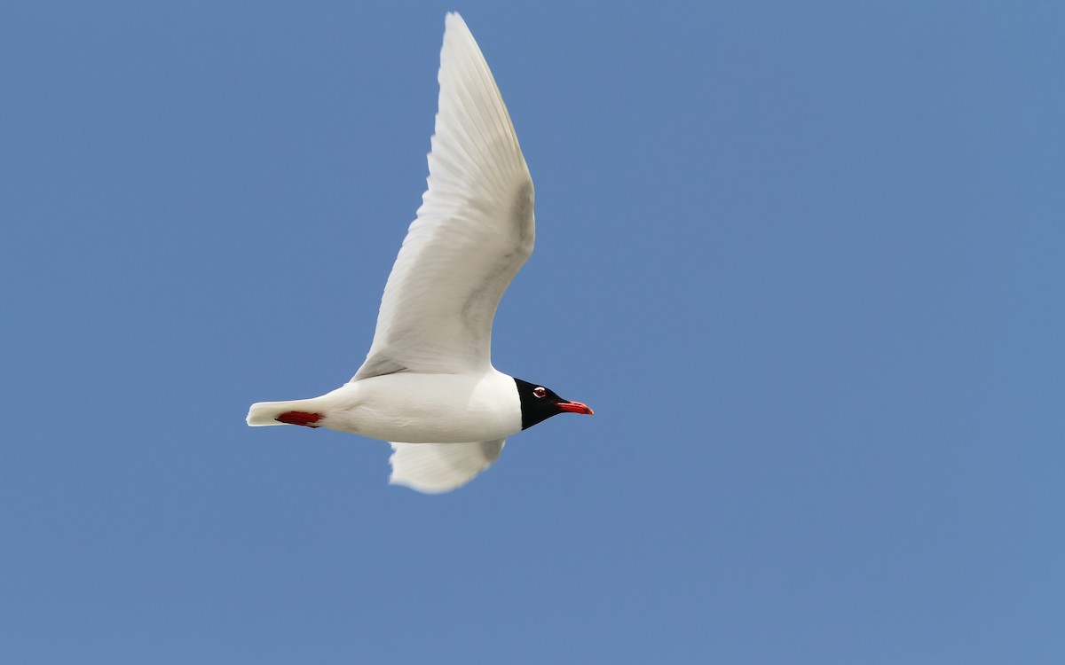 Gaviota Cabecinegra - ML64794761