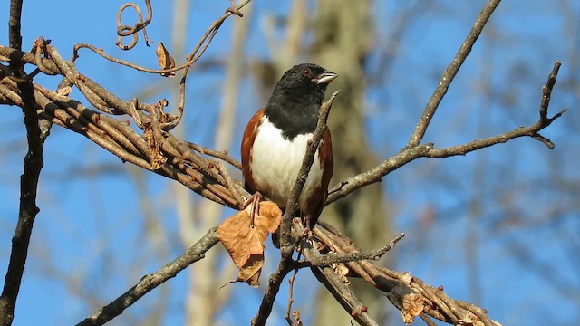 Eastern Towhee - ML647948358
