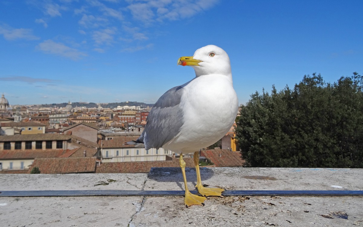 Yellow-legged Gull (michahellis) - Christoph Moning