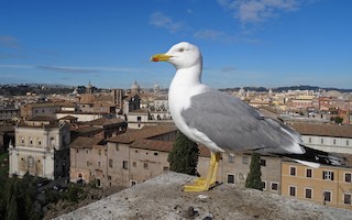 Yellow-legged Gull (michahellis)