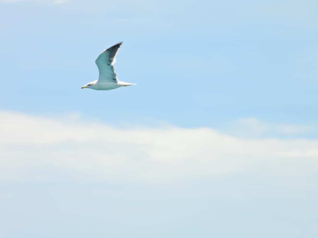 Heringsmöwe - ML647949227