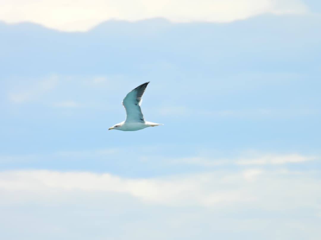 Heringsmöwe - ML647949228