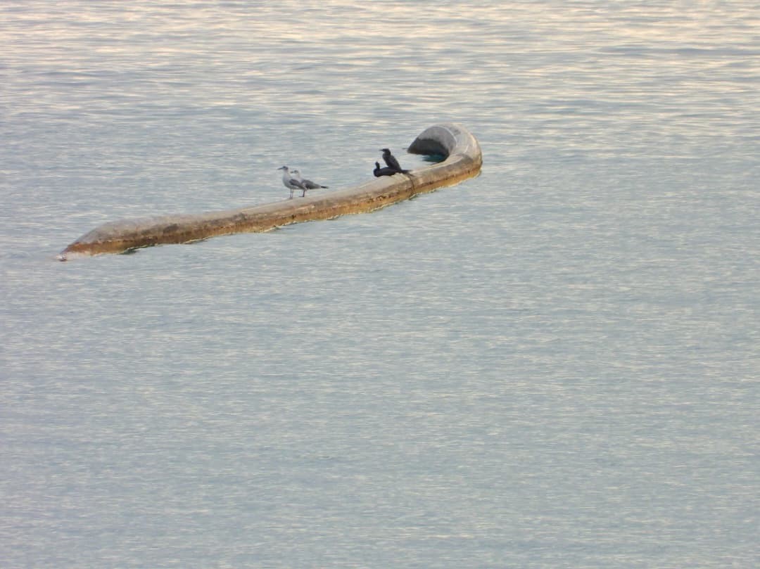 Heringsmöwe - ML647949229