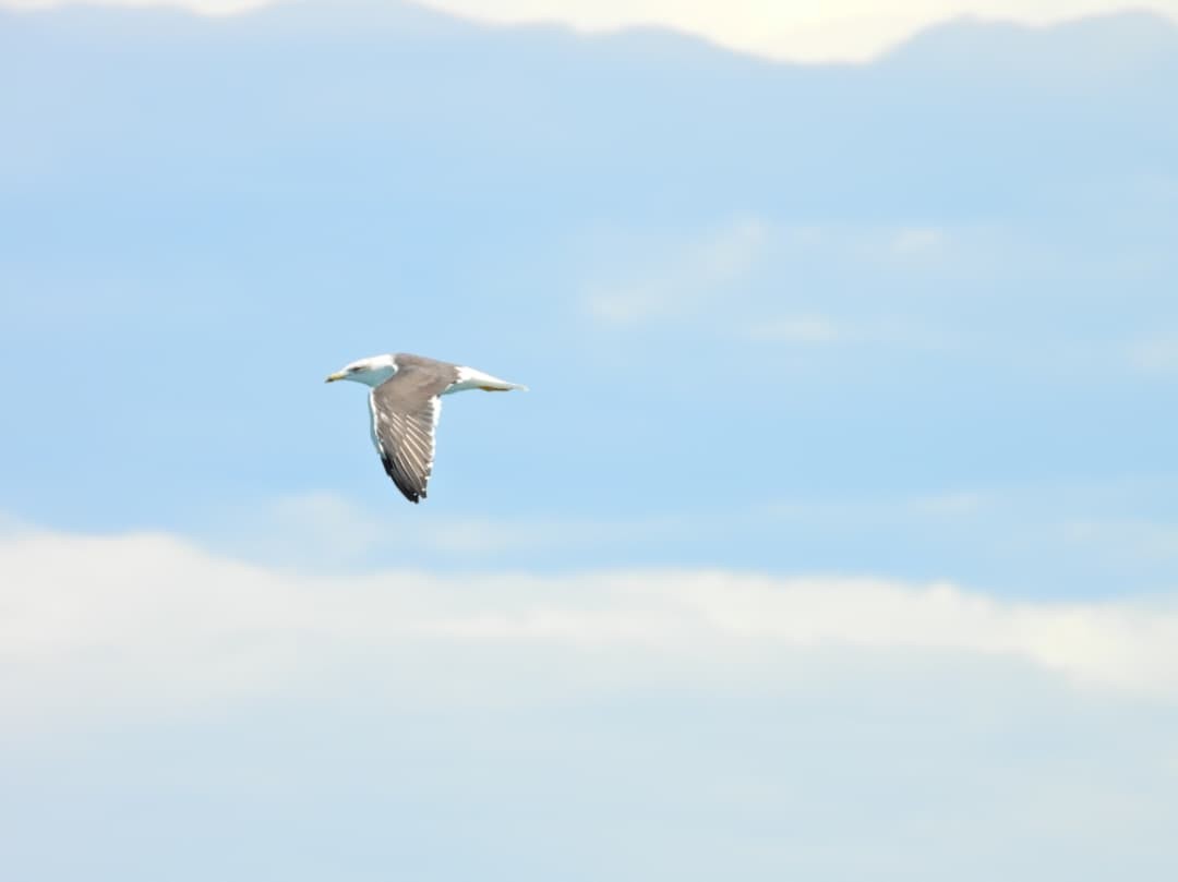 Heringsmöwe - ML647949230