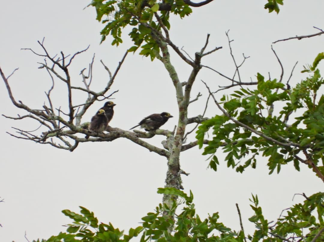 Spiegelbartvogel - ML647949262