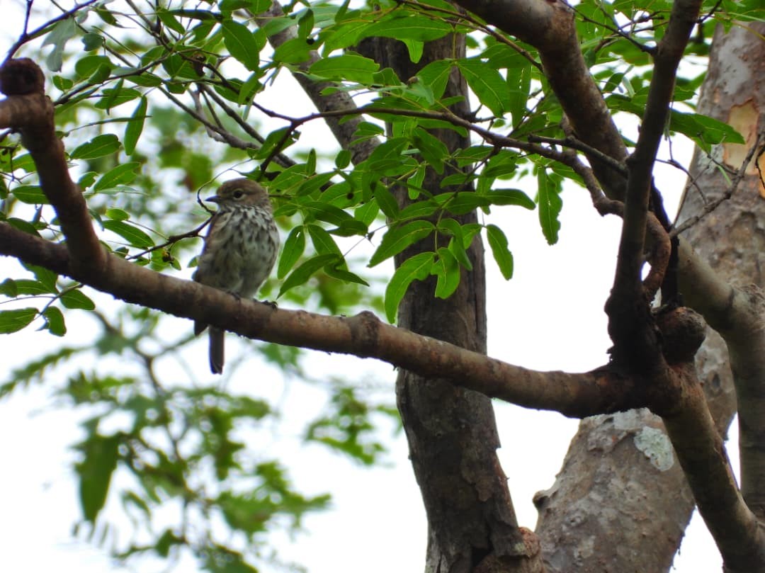 Böhmschnäpper - ML647949284