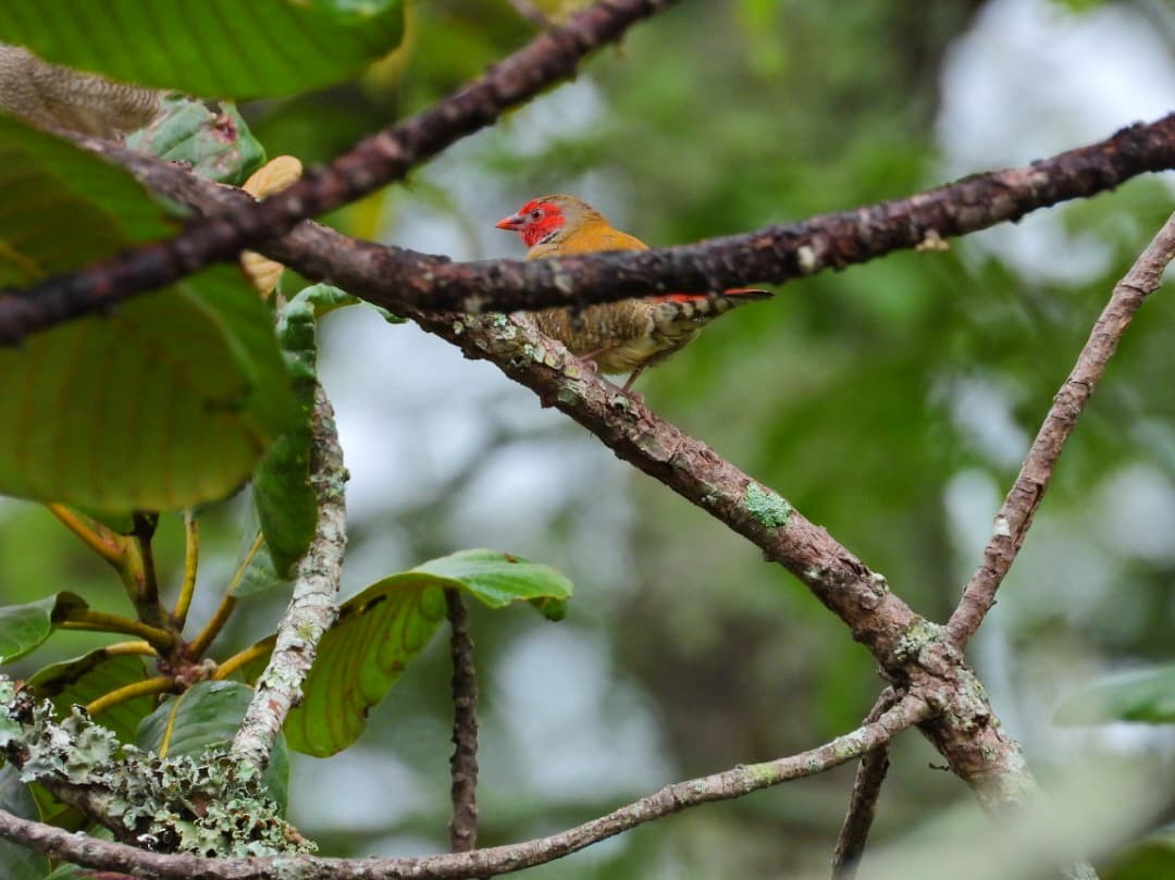 Wienerastrild - ML647949299