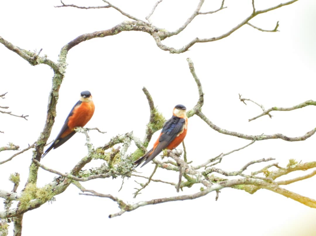 Senegalrötelschwalbe - ML647949308