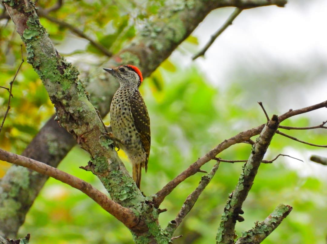 Goldmantelspecht - ML647949349