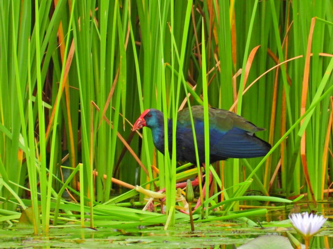 Smaragdhuhn - ML647949388