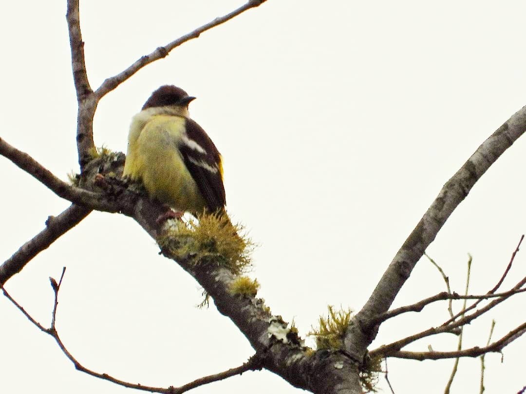 Miomboweber - ML647949609