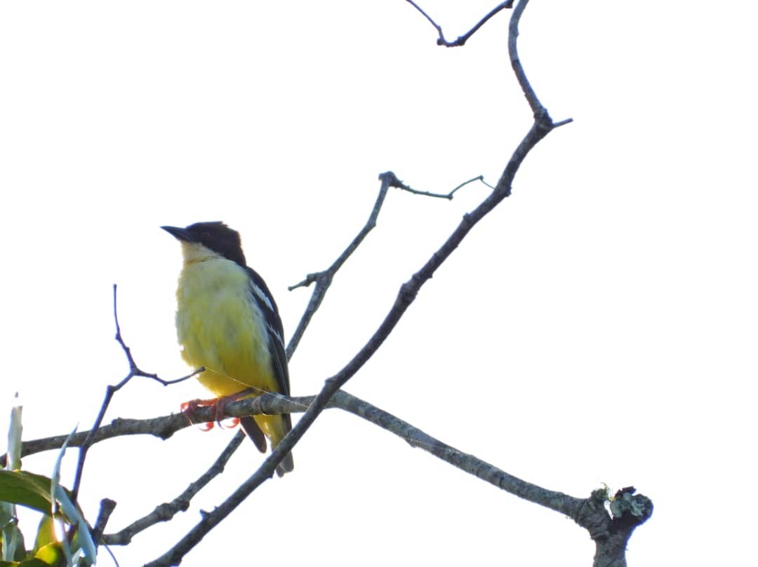 Miomboweber - ML647949610