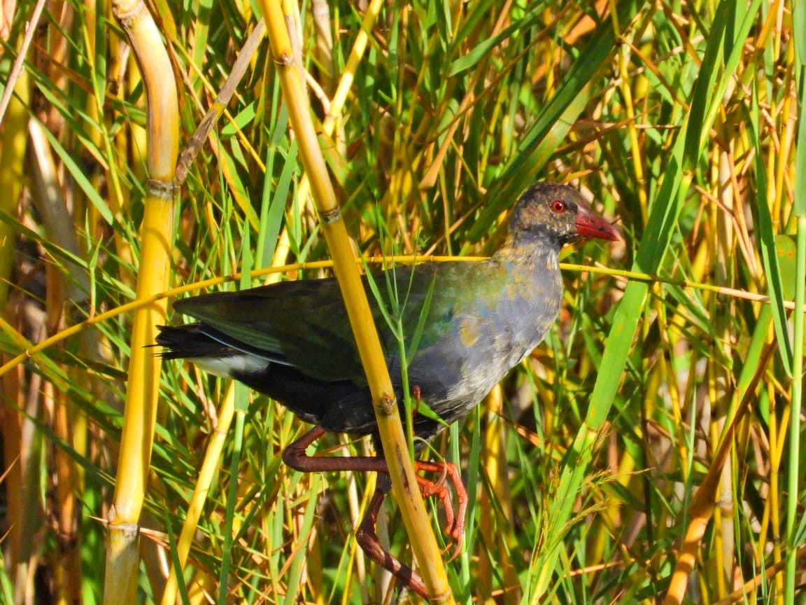 Bronzesultanshuhn - ML647949846