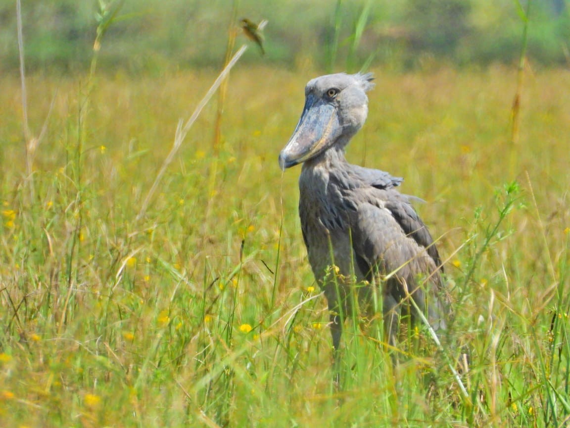 Schuhschnabel - ML647949850