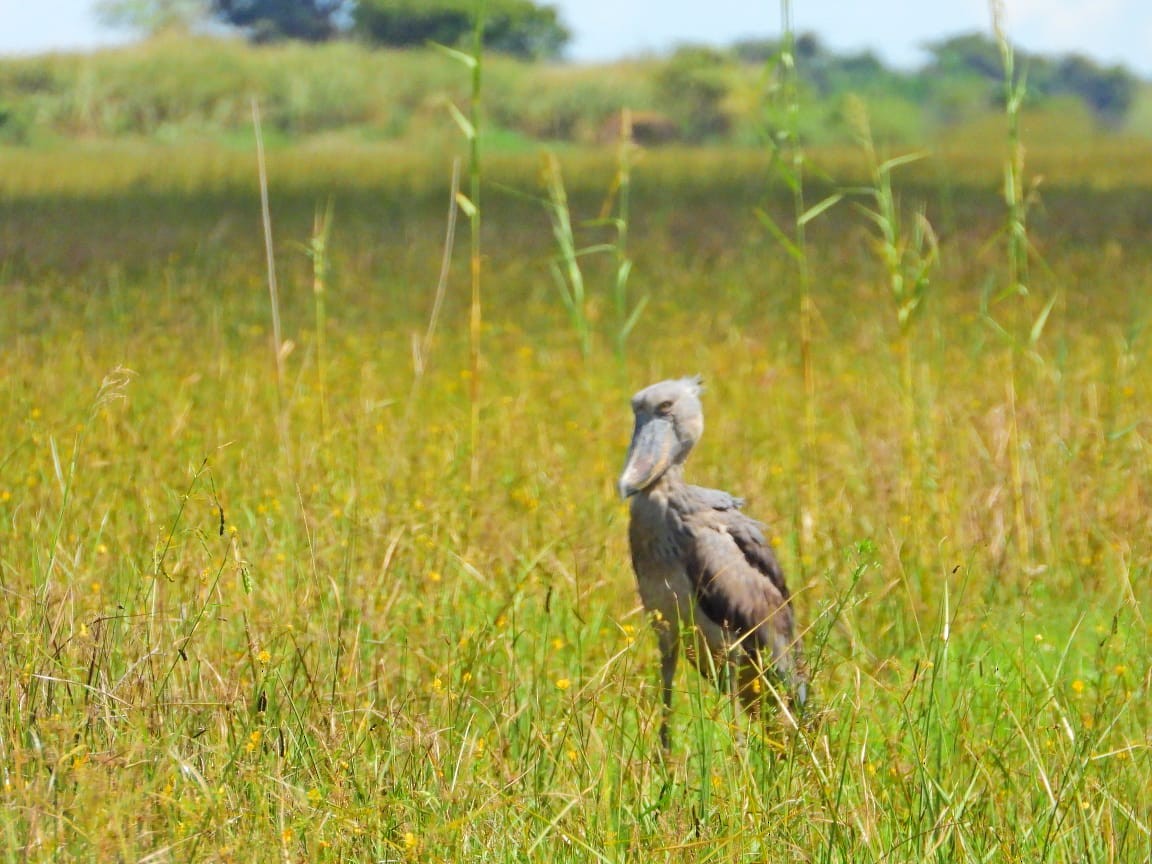 Schuhschnabel - ML647949851