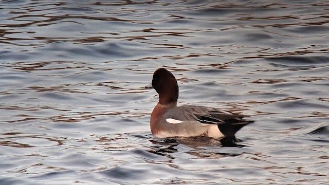 Silbón Europeo - ML647949957