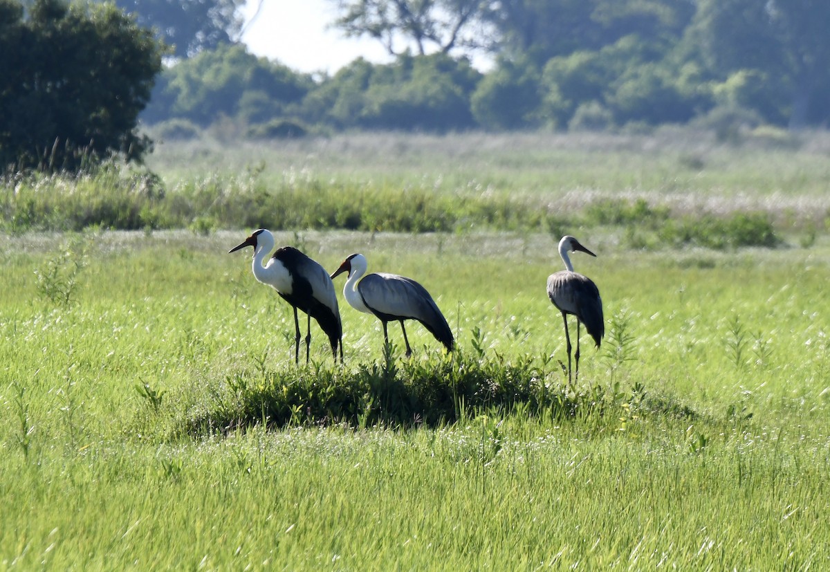 Grue caronculée - ML647950550
