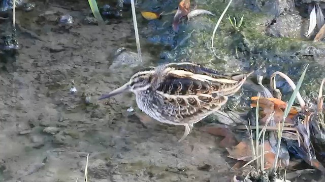 slučka malá - ML647950589