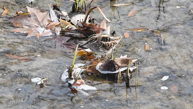 slučka malá - ML647950639