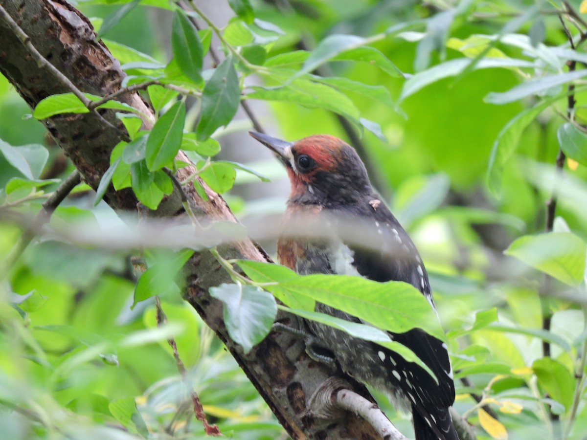 Red-breasted Sapsucker - ML64795111