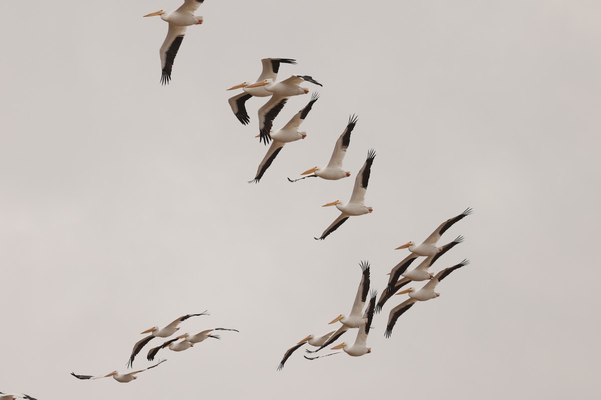 American White Pelican - ML647952013