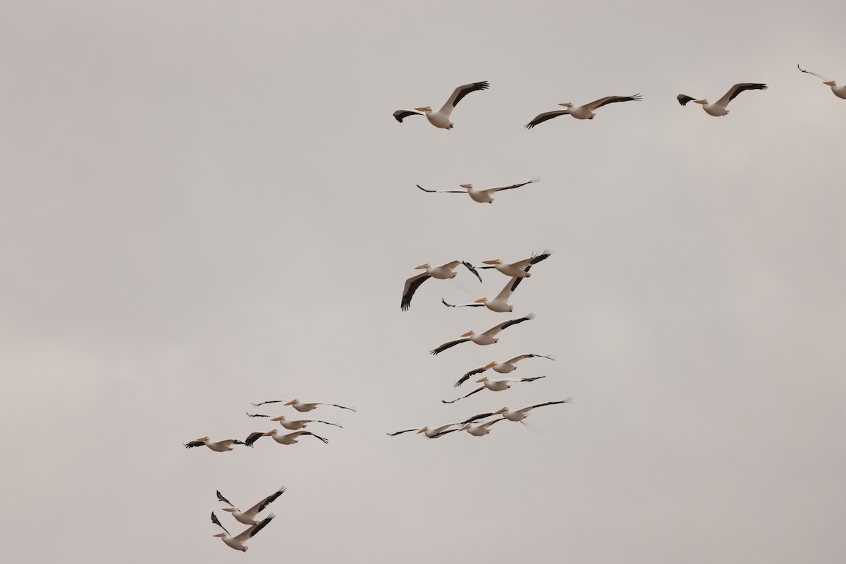 American White Pelican - ML647952014