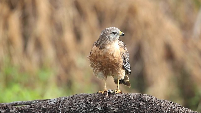 Red-shouldered Hawk - ML647952296