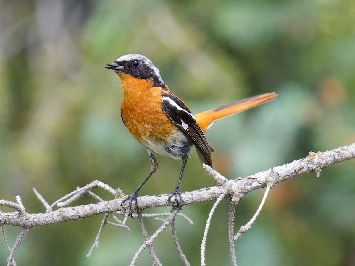 Rufous-backed Redstart - Craig Brelsford
