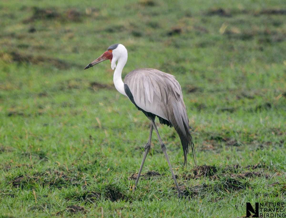 Grue caronculée - ML647953057
