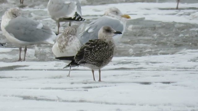 Клуша - ML647953501