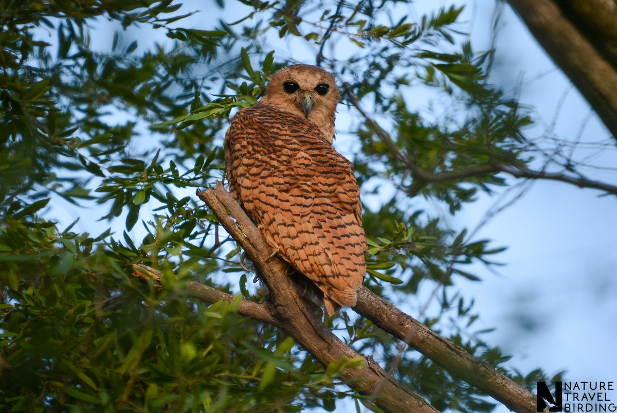 Pel's Fishing-Owl - ML647953585