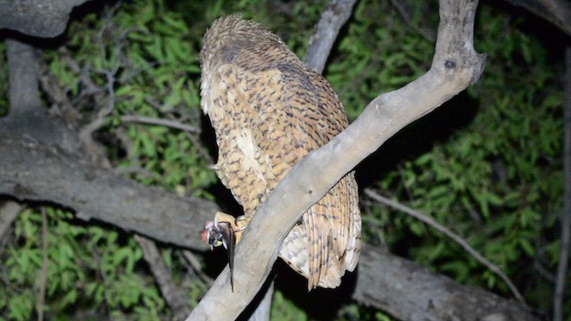 Pel's Fishing-Owl - ML647953590