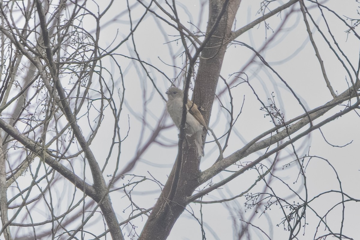 Lesser Honeyguide - ML647953826