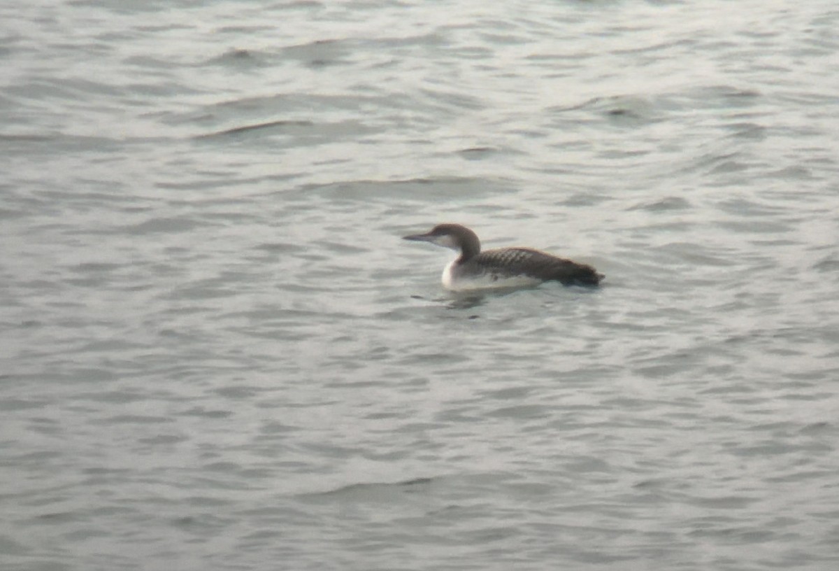 İnce Gagalı Dalgıç - ML647953976