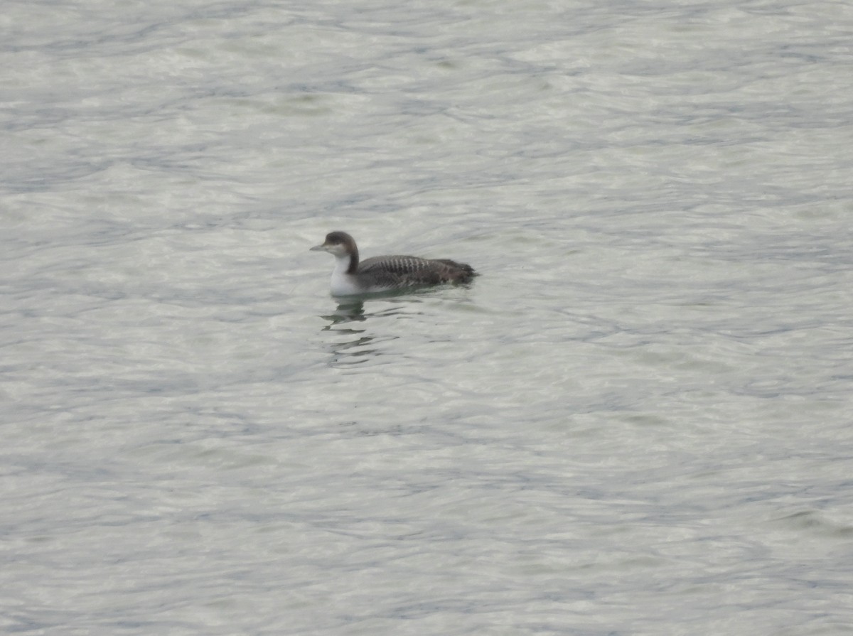 İnce Gagalı Dalgıç - ML647953979