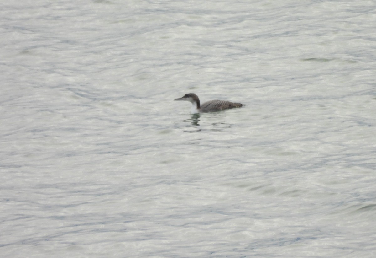 İnce Gagalı Dalgıç - ML647953980