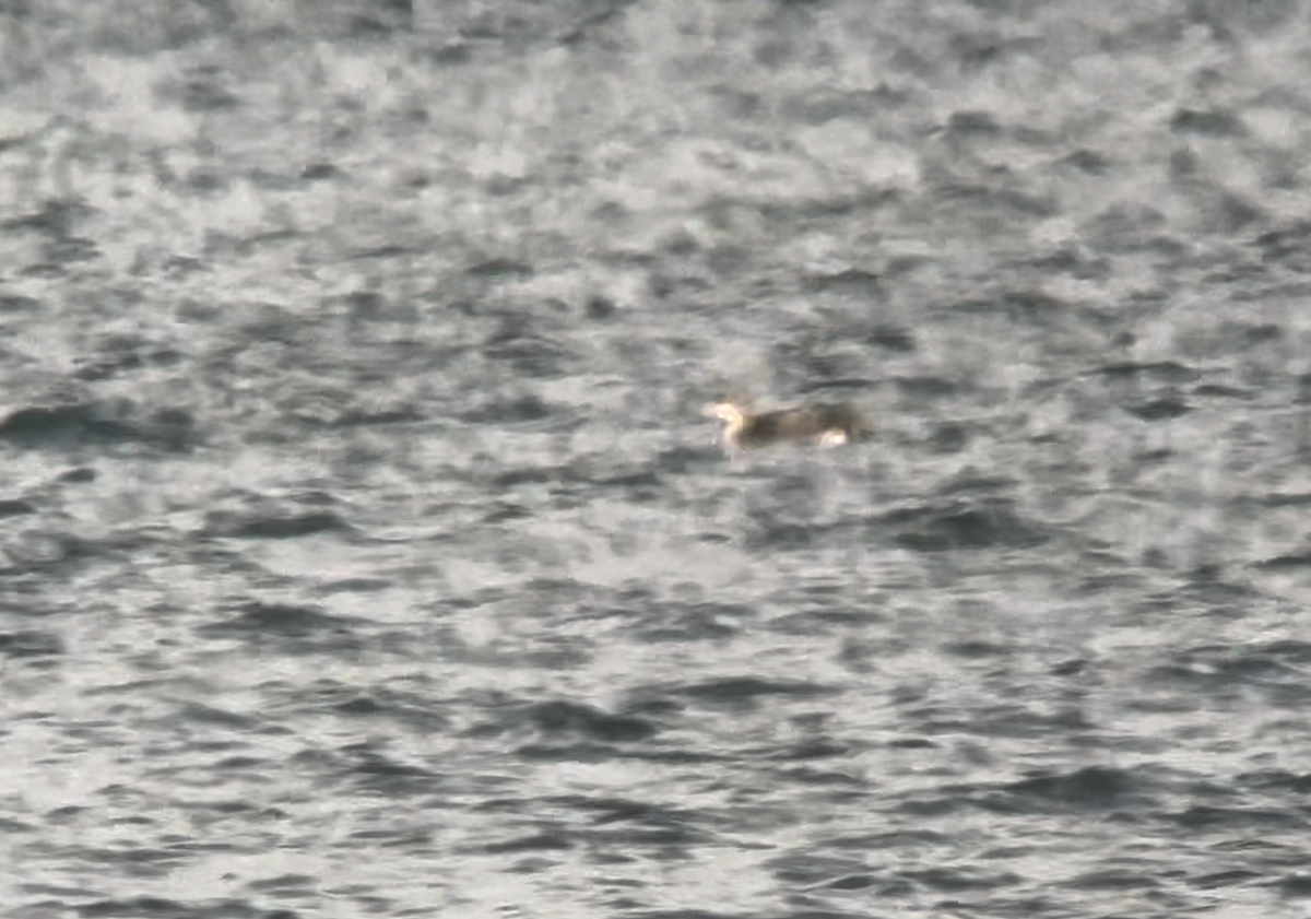 İnce Gagalı Dalgıç - ML647954066