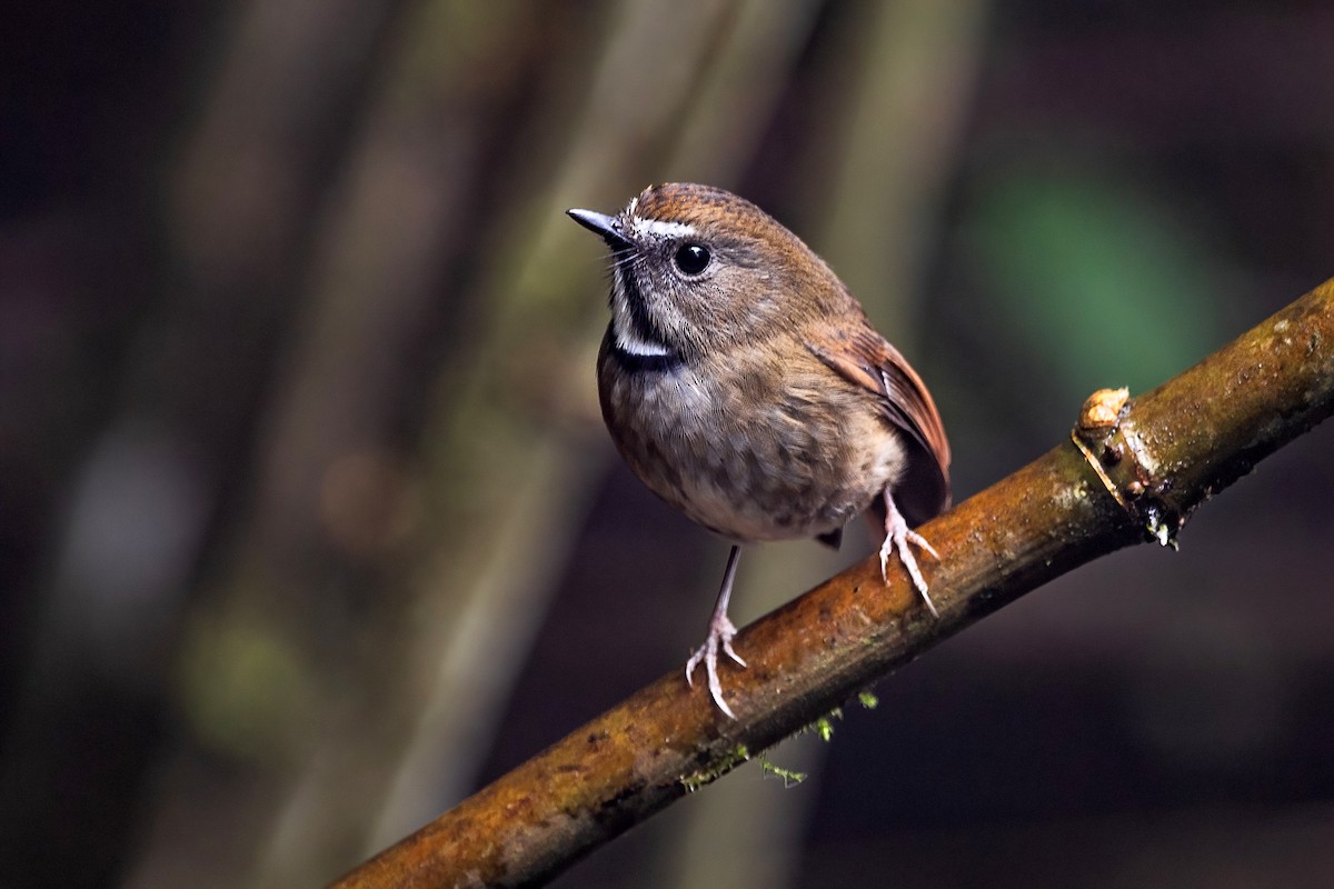 ノドジロヒタキ - ML647954142