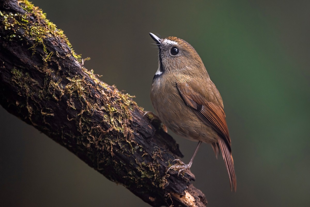 ノドジロヒタキ - ML647954143