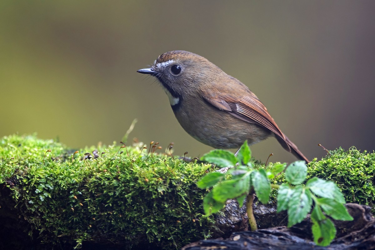 ノドジロヒタキ - ML647954144