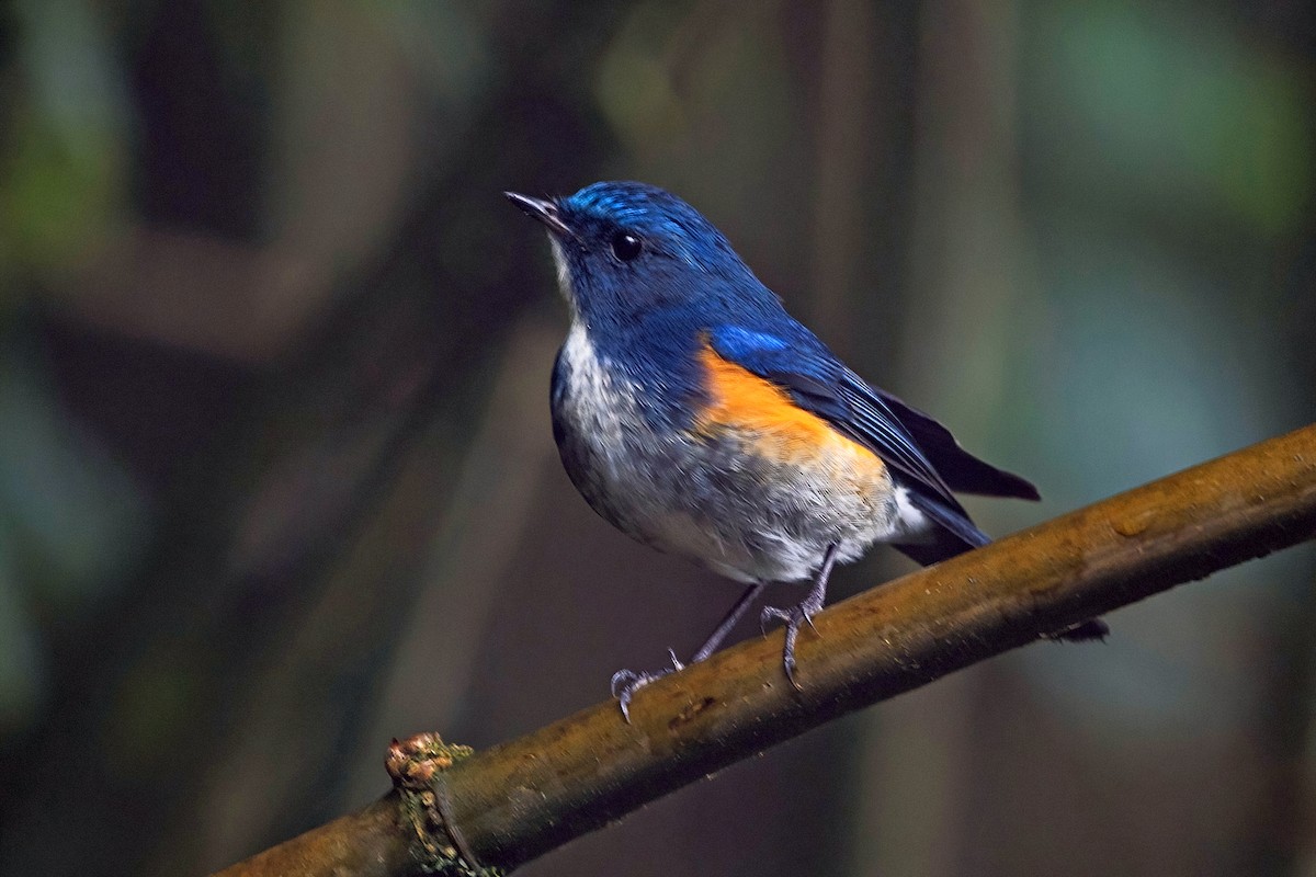 ヒマラヤルリビタキ - ML647954183