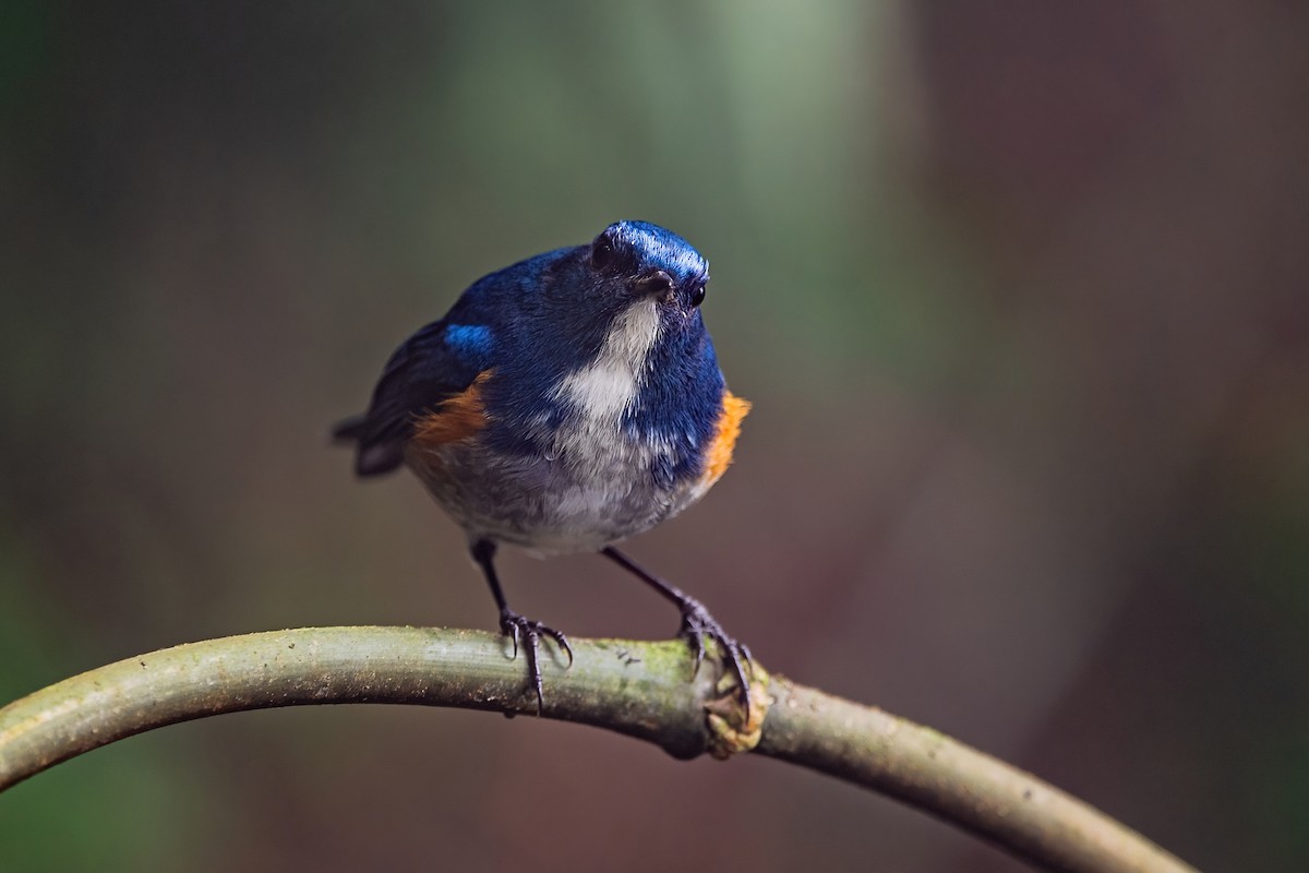 ヒマラヤルリビタキ - ML647954184