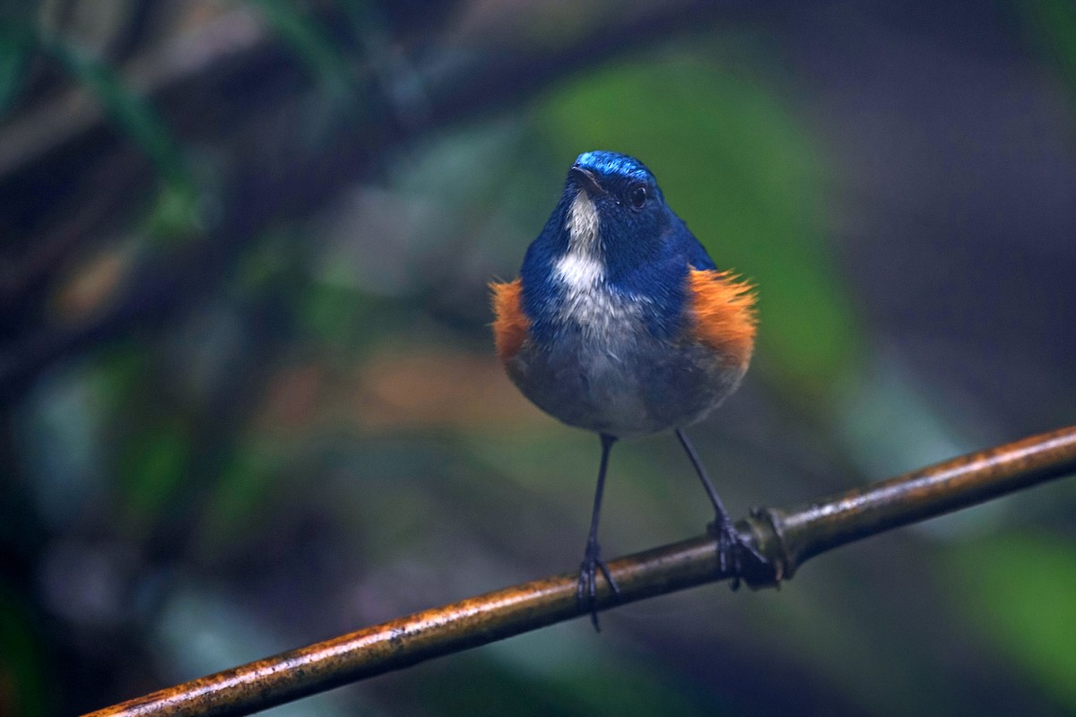 ヒマラヤルリビタキ - ML647954185