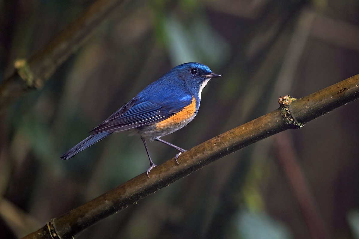 ヒマラヤルリビタキ - ML647954186