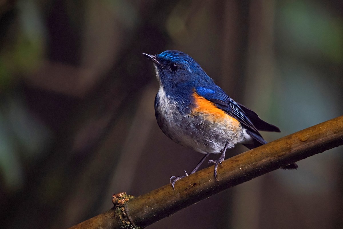 ヒマラヤルリビタキ - ML647954187