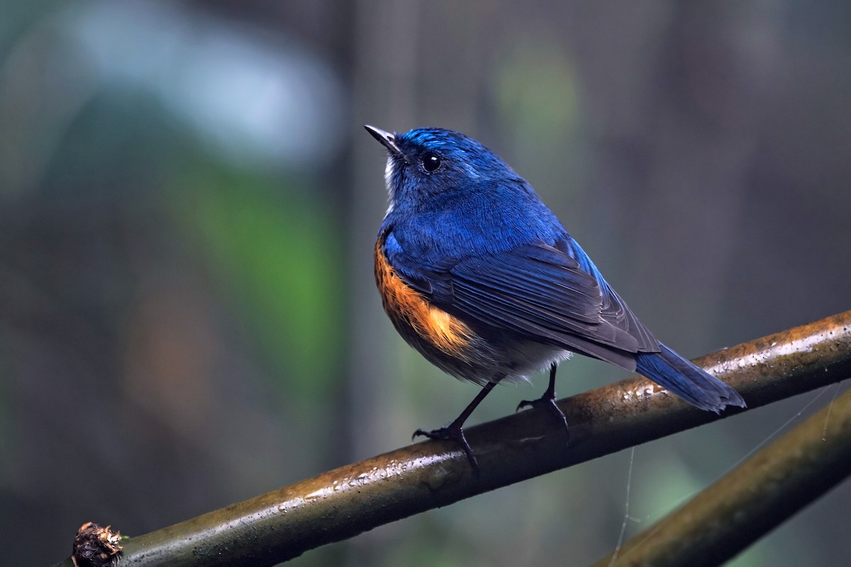 ヒマラヤルリビタキ - ML647954188