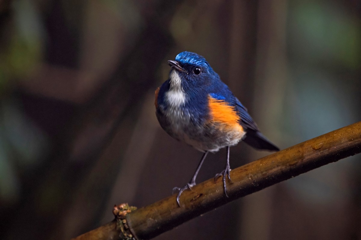 ヒマラヤルリビタキ - ML647954189