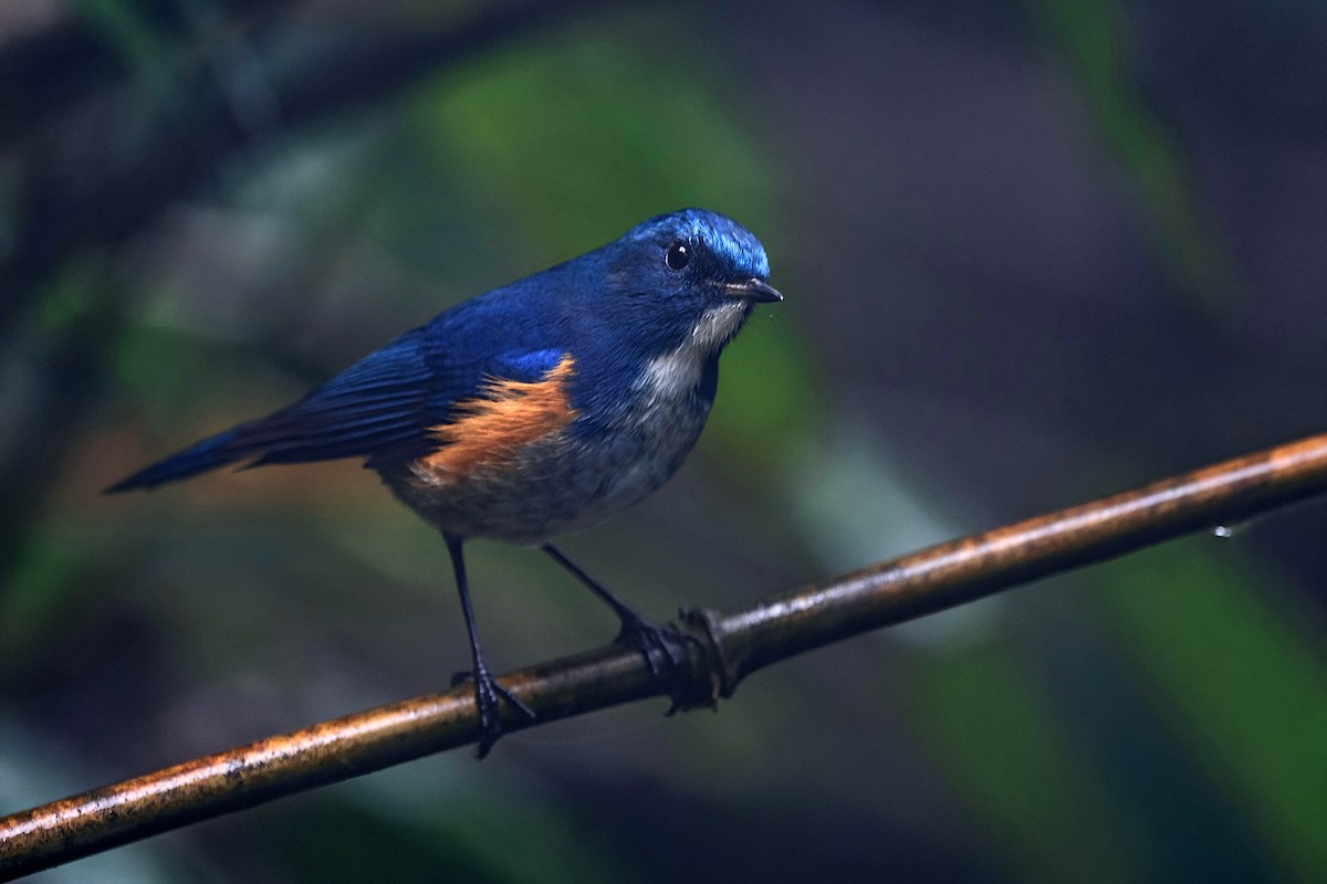 ヒマラヤルリビタキ - ML647954190