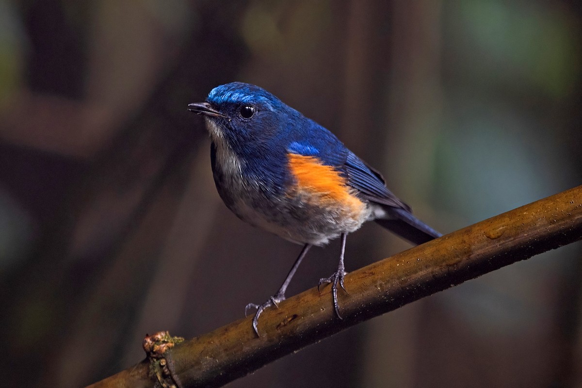 ヒマラヤルリビタキ - ML647954193